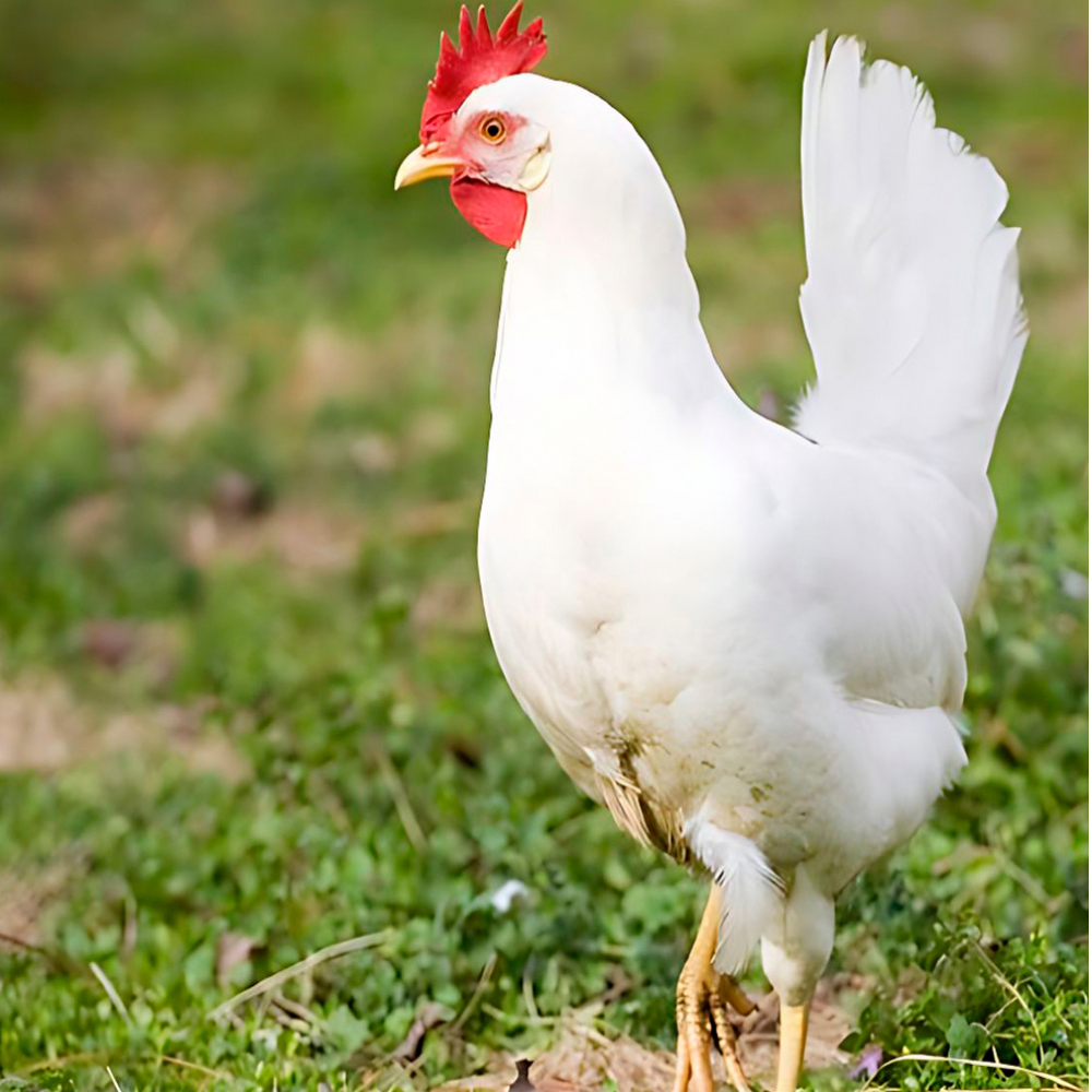 Huevo orgánico fresco Yeya (30 U) - Miniatura 3