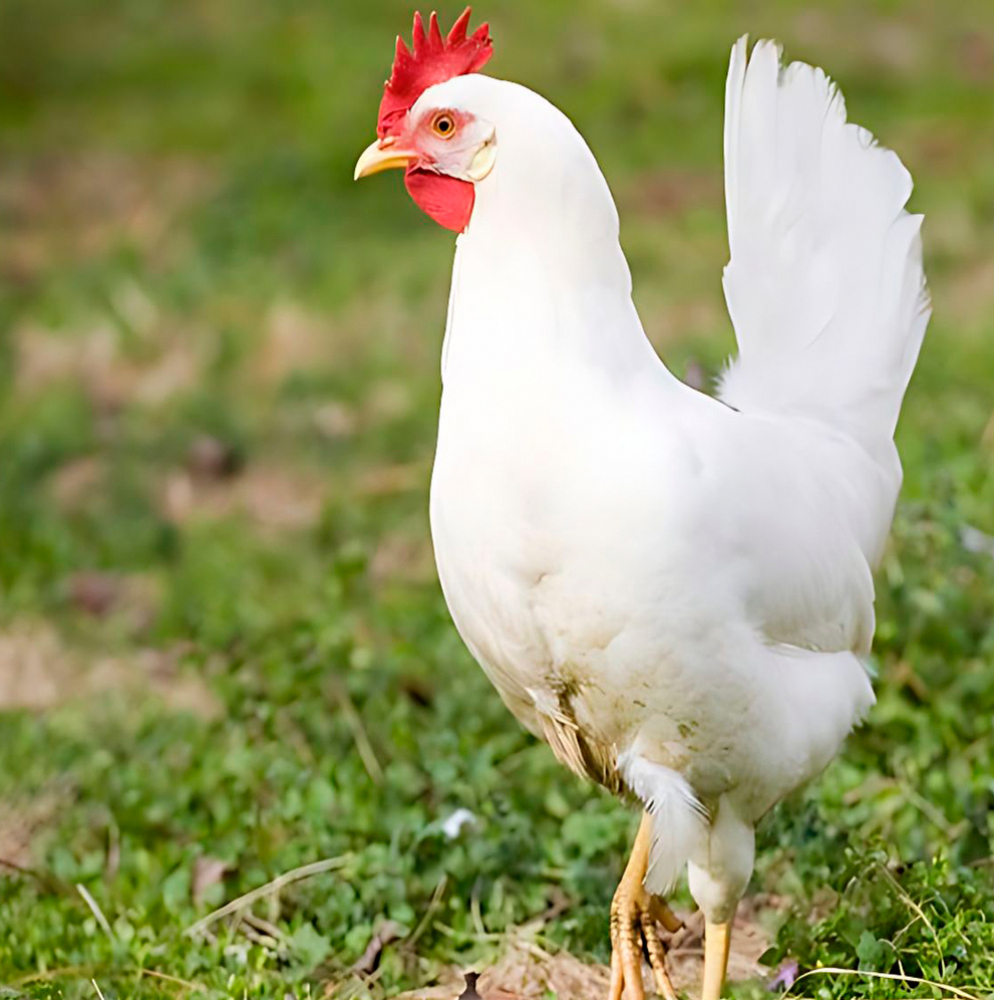 Huevo orgánico fresco YEYA (30 U) - Miniatura 4