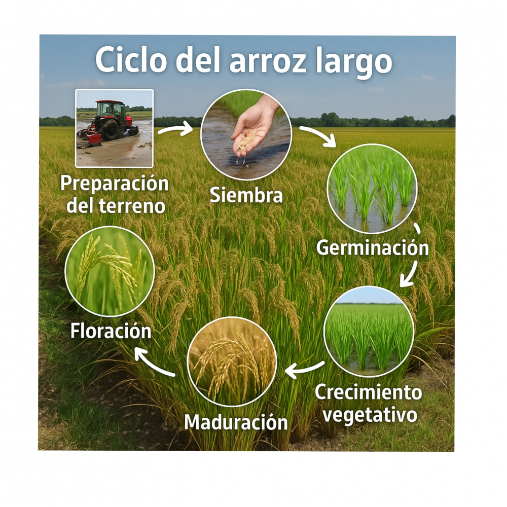 Arroz blanco grano largo La Doña (25 kg / 55.11 lb) - Miniatura 4